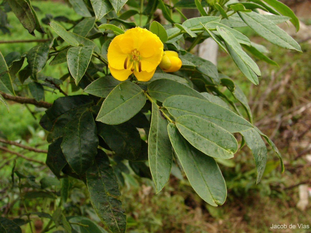 Senna septemtrionalis (Viv.) H.S.Irwin & Barneby